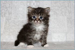 Male Siberian Kitten from Deedlebug Siberians